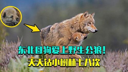 七次狼在线视频,揭秘神秘狼族，探寻未知冒险之旅