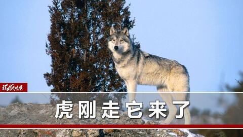 野狼在线视频免费,免费畅享激情野性时刻